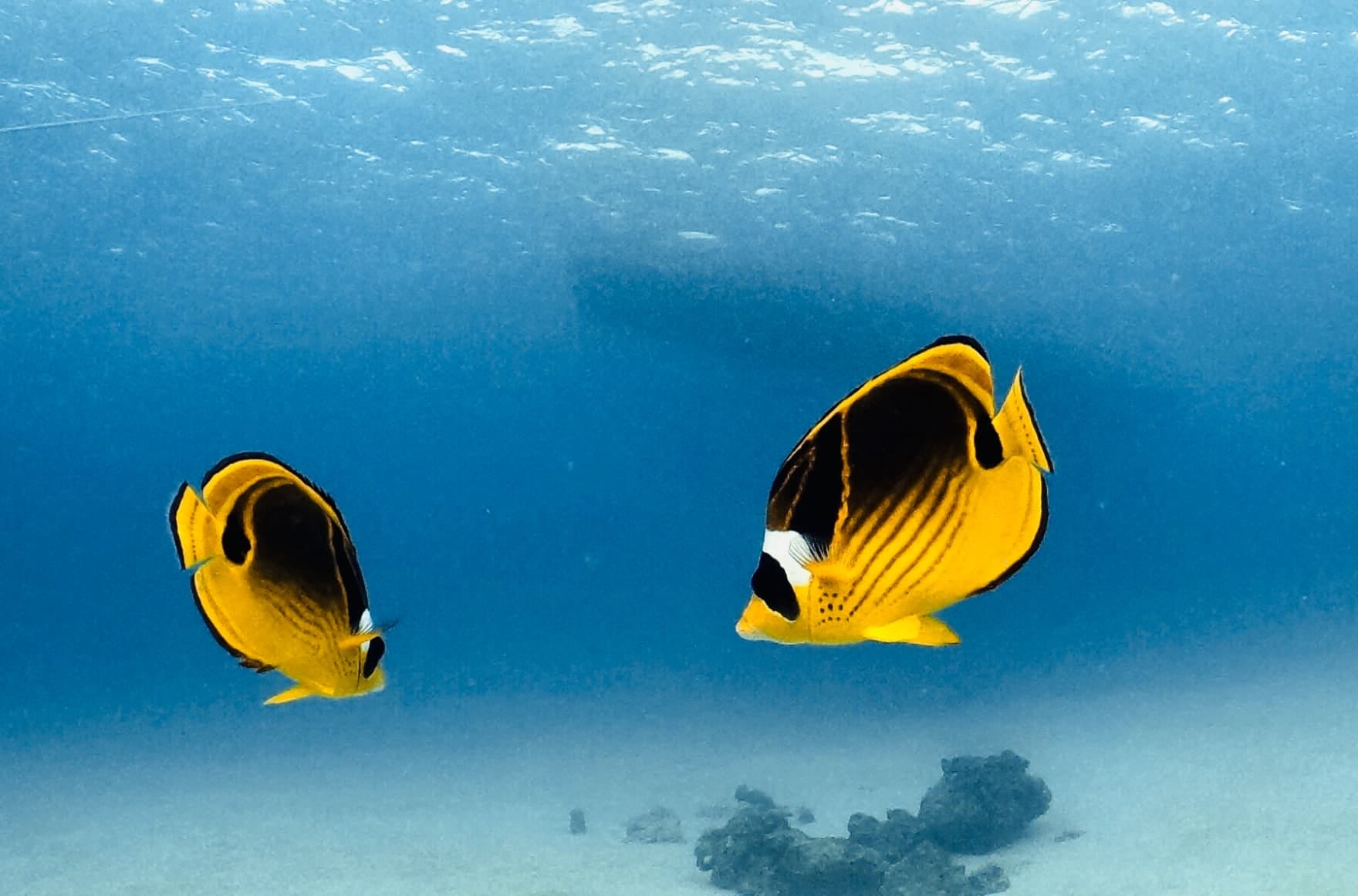 海の中で泳ぐ黄色い魚