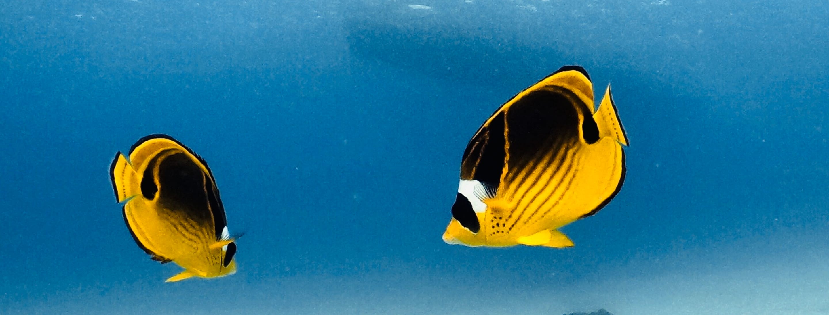 黄色い二匹の魚