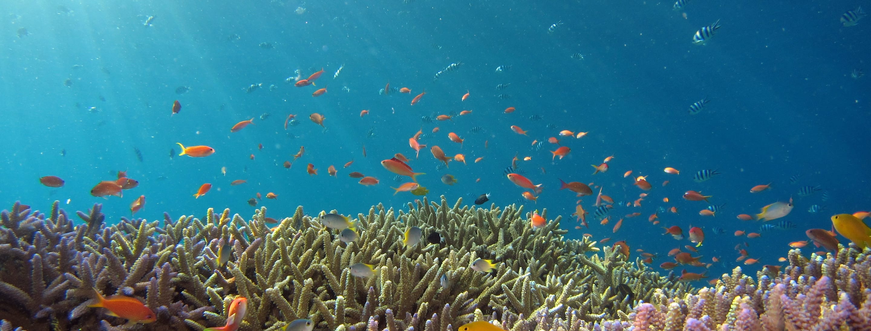 様々な色の小さな魚の群れ