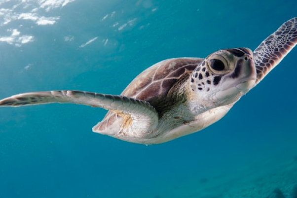 【重要なお知らせ】サービスリニューアルに伴う一時停止のお知らせ